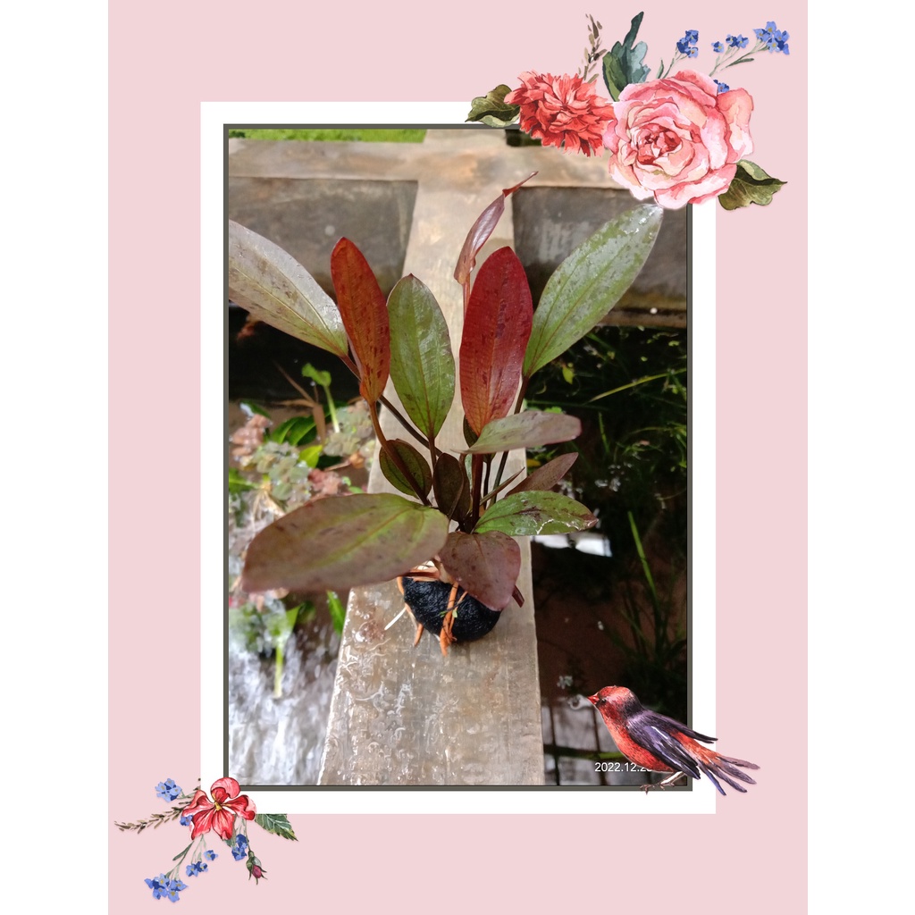 echinodorus ozelot red media wabikusa tanaman aquascape