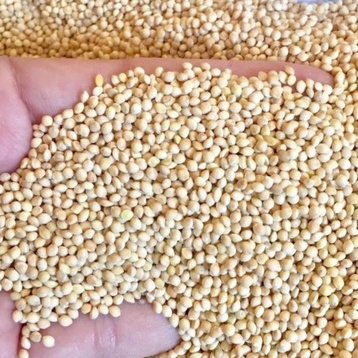 MILET PUTIH KILOAN 1KG PAKAN BURUNG LOVEBIRD PARKIT KENARI