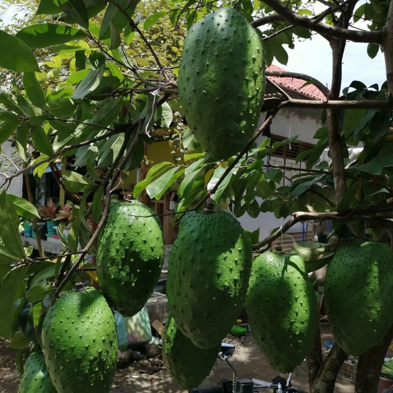 Pupuk Organik Pelebat Buah Dan Booster Sirsak madu Cepat Berbuah Lebat