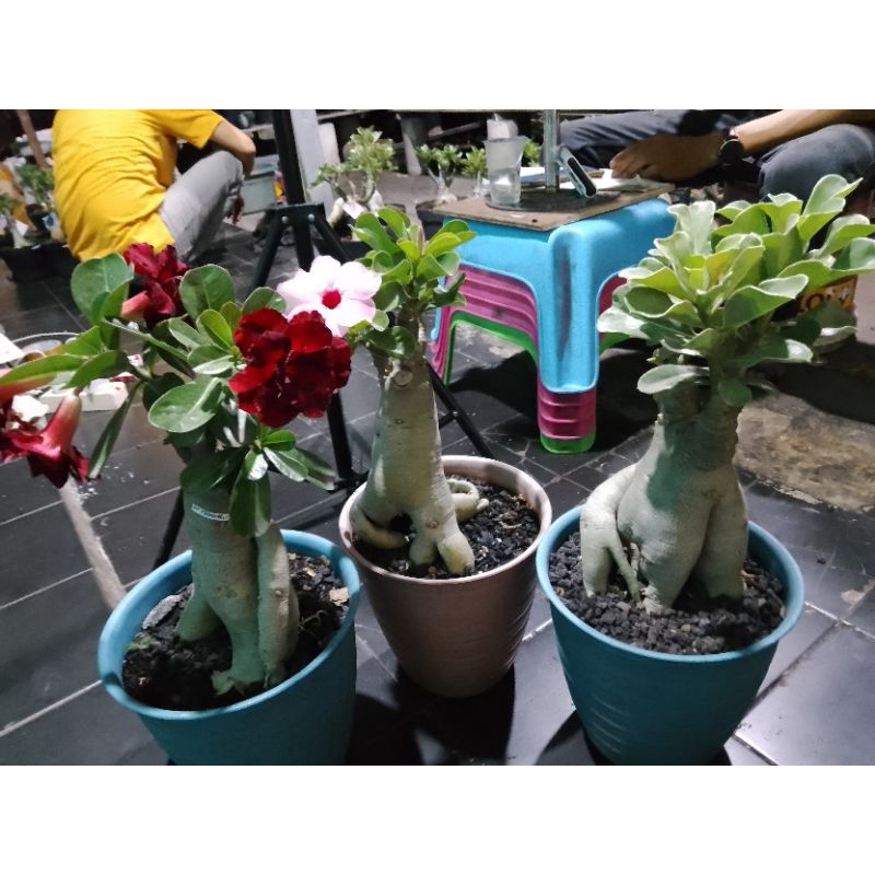 adenium grafting bunga tumpuk live