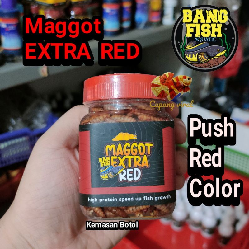 [30 Gram] Maggot Extra Red Bang Fish Channa Red