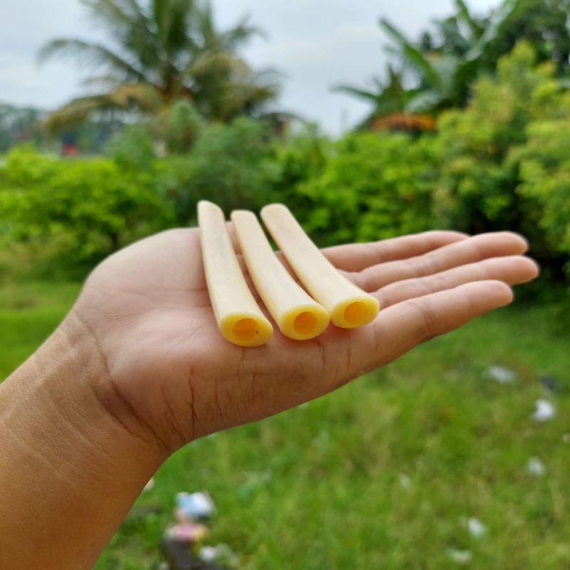 pipa once iga duyung