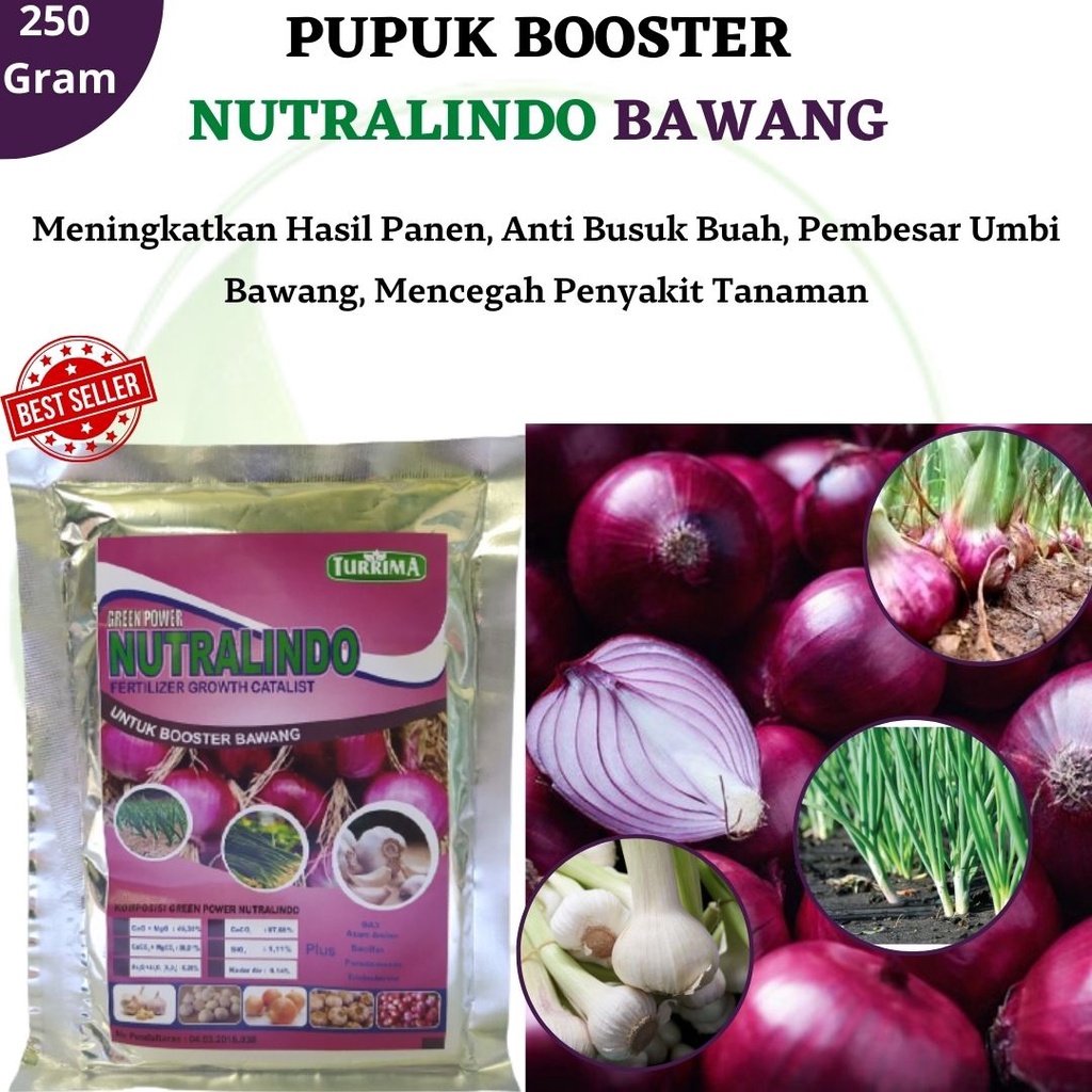 Pupuk Pembesar Umbi Bawang Merah, NUTRALINDO BAWANG Memperbanyak Umbi Bawang Merah