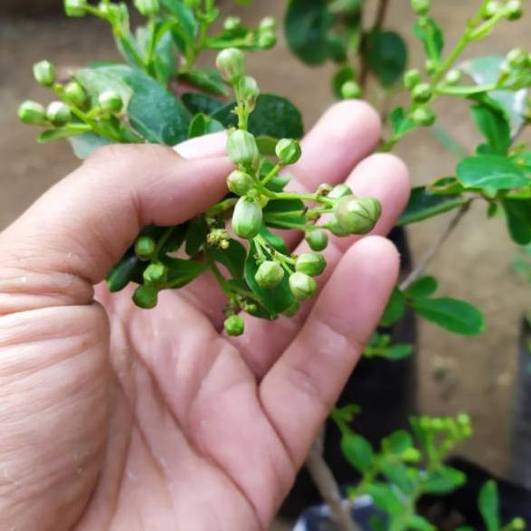 ⇾ Bibit bunga sakura mini/sakura Jepang asli ₽