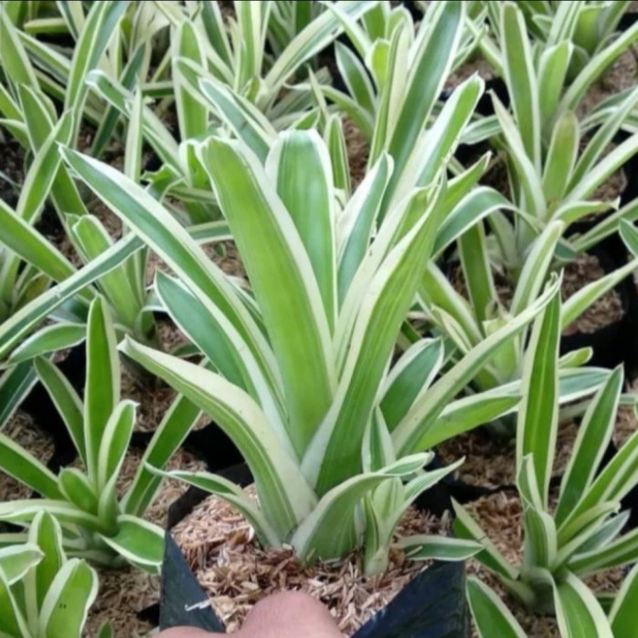 Tanaman Hias Bromelia Variegata - Tanaman Outdoor Tanaman Bunga Dalam Ruangan Pot – Bunga Hias Hidup