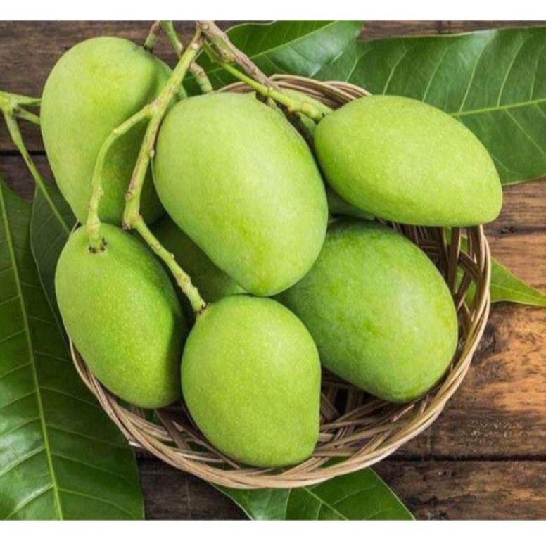 

♖ buah mangga muda segar untuk rujak 500 gram ㅲ