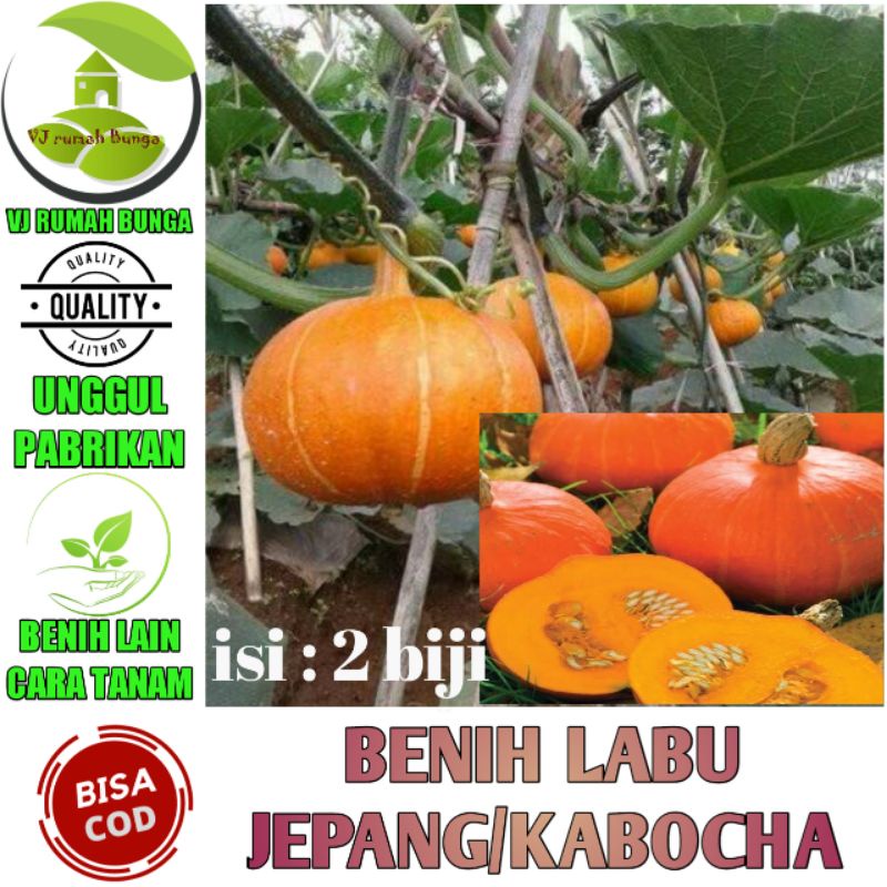 Benih bibit biji Labu kuning kabocha Labu Jepang