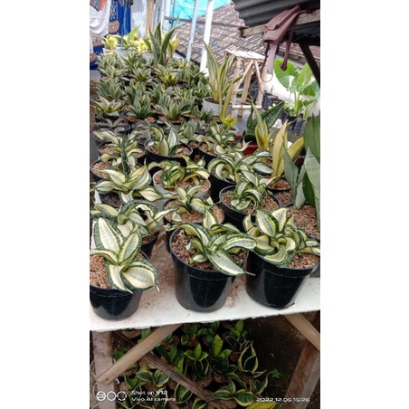 sansevieria Golden Wendys