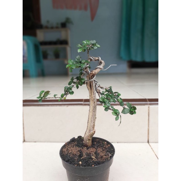 BONSAI SERUT BERKARAKTER