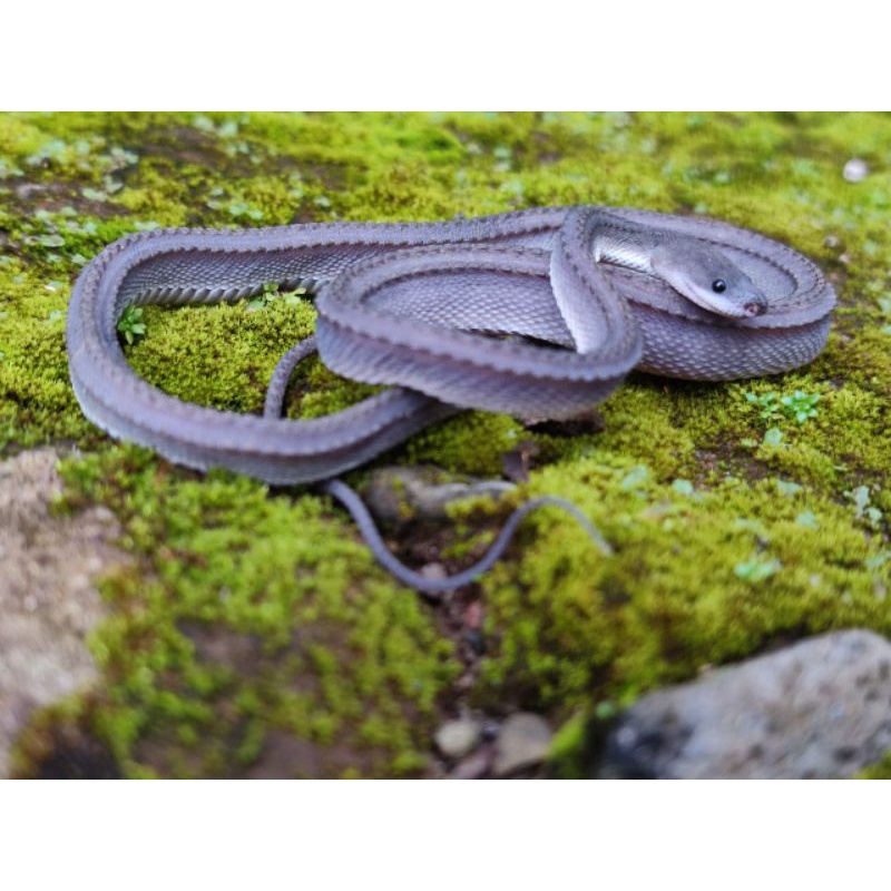 Dragon Snake - Xenodermus Javanicus (Jinak Tidak Berbisa)