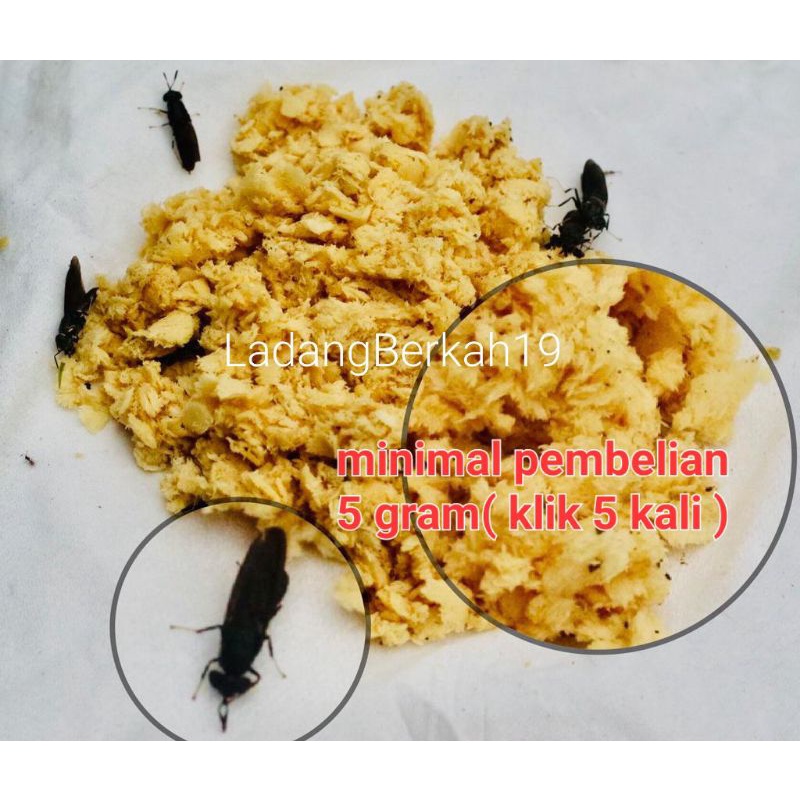 

telur telor maggot bsf 1 gram