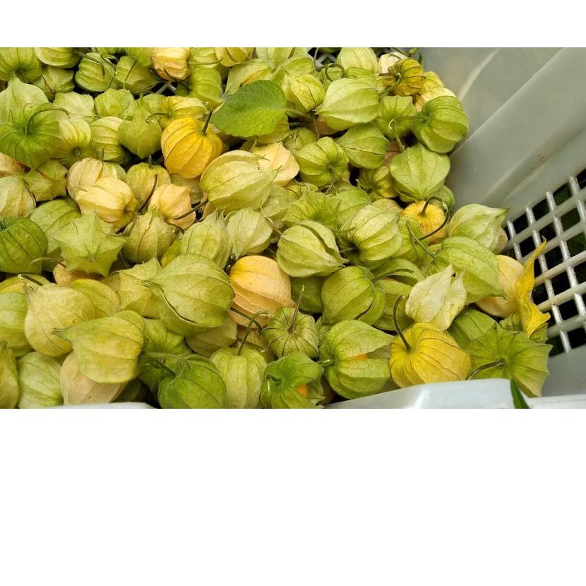 

limited Edition✔️Jual Buah Ciplukan Murah 500gram -Cecenet - Golden berry|SQ1