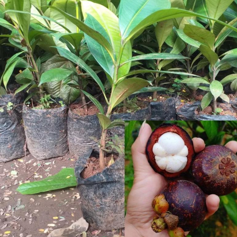 ⇲ BIBIT MANGGIS TANPA BIJI SUPER ㊞