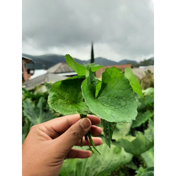 

Daun Pegagan Segar, Daun Pegagan, Daun Antanan, (100 gr)