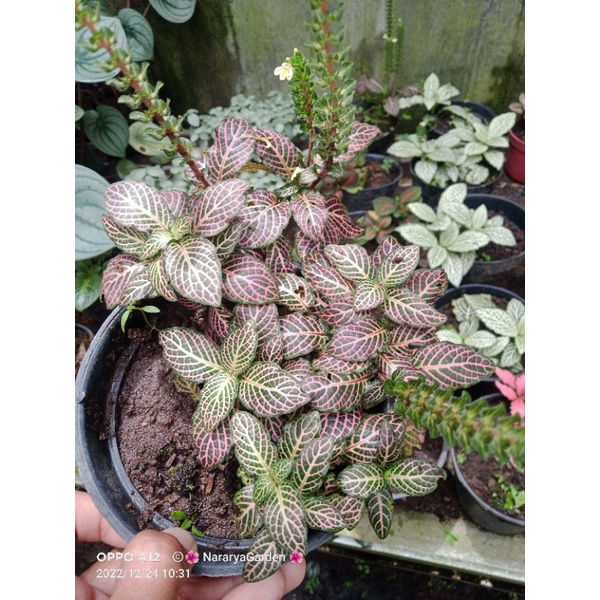 Fittonia lokal dan import