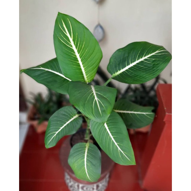 Dieffenbachia Oerstedii / difenbacia green magic / aglonema schotts