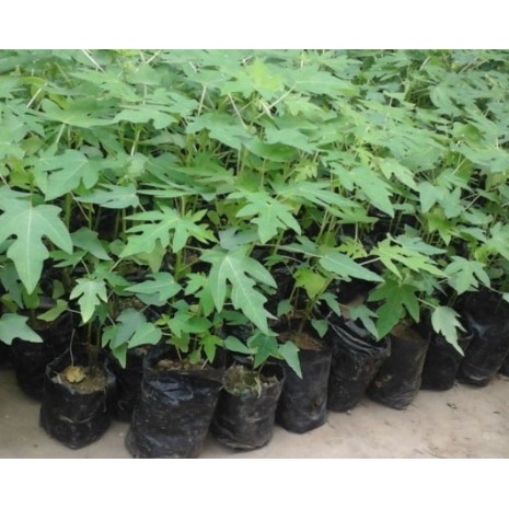 Bibit Pepaya California Kualitas Unggukan