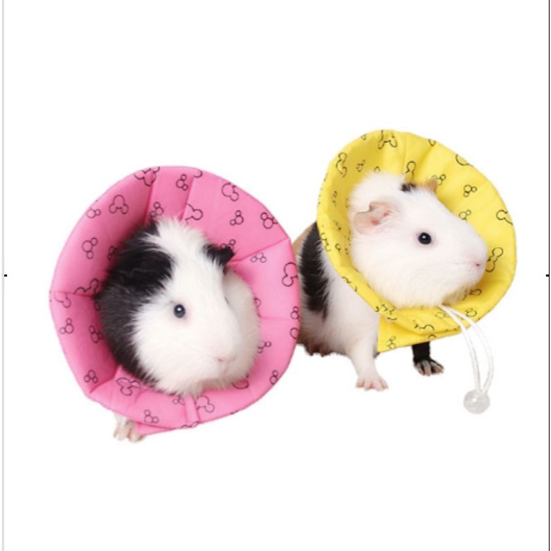 Collar Hewan Tersedia Untuk Kucing Anjing Hamster Sugar Glider Marmut Landak