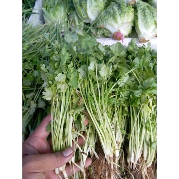 

250gr Yensui fresh (daun ketumbar) berastagi