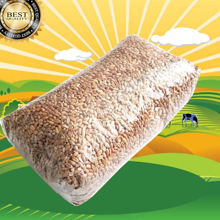 RECOMENDED GANDUM 500 GR - Biji Wheatgrass Benih Catgrass Rumput Kucing Wheatgrass Rumput Diet ☼ 852
