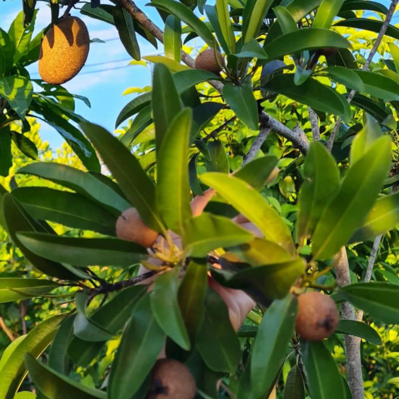 Pupuk Organik Pelebat Buah Dan Booster Sawo  Cepat Berbuah Lebat