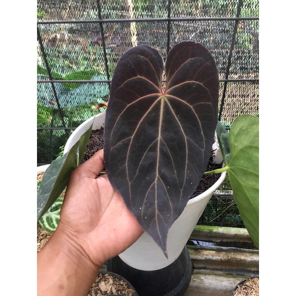 anthurium ace of spades