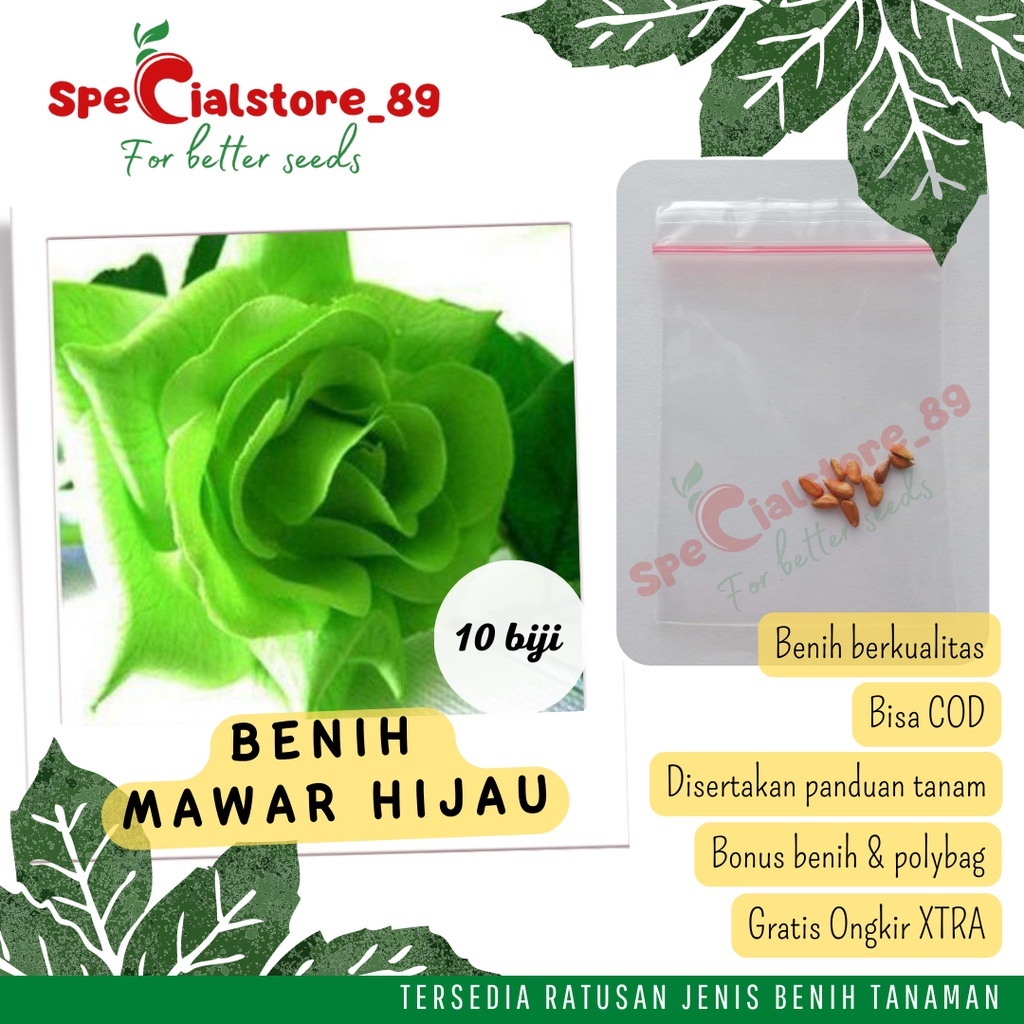 10 Biji Benih Mawar Hijau Bibit Biji Bunga Mawar