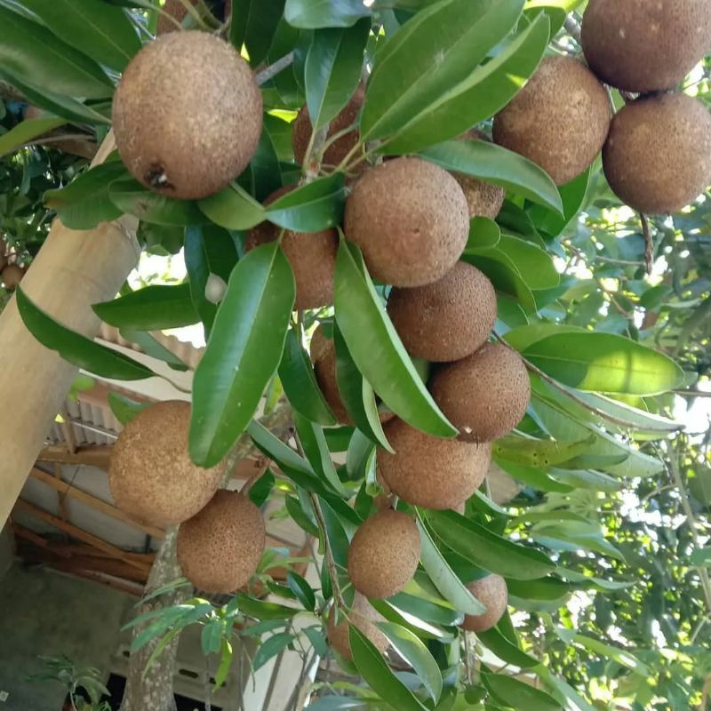 Pupuk Organik Pelebat Buah Dan Booster Sawo  Cepat Berbuah Lebat