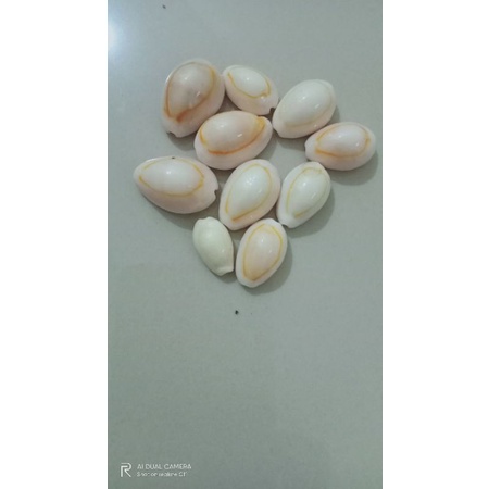 cangkang kerang kuwuk mini per kg