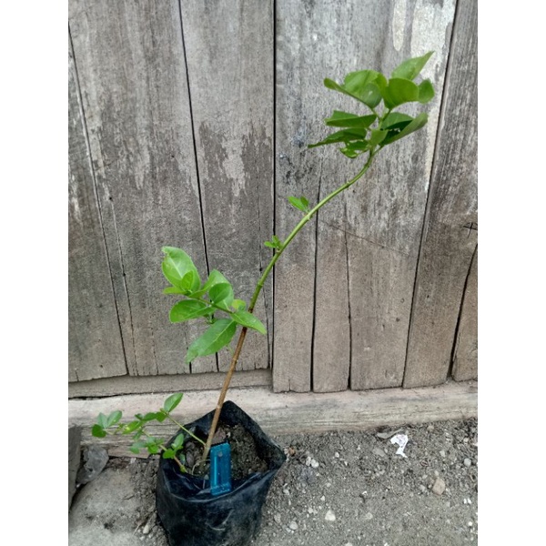BONSAI SANCANG BAHAN BONSAI 2 BIJI