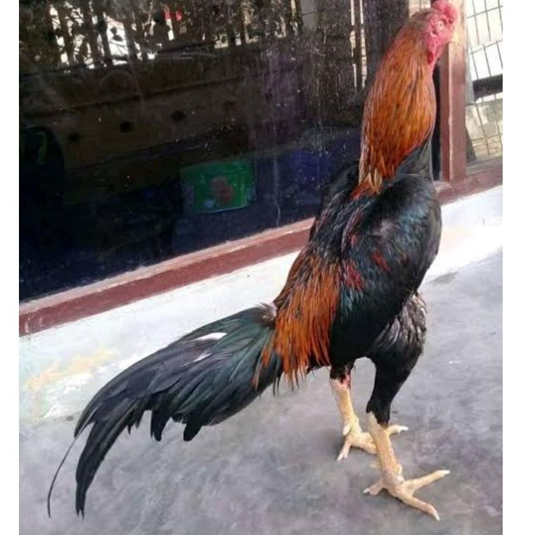 

[Seri]-Y99J✪ telur ayam bangkok fertil asli petarung per 1 butir viral