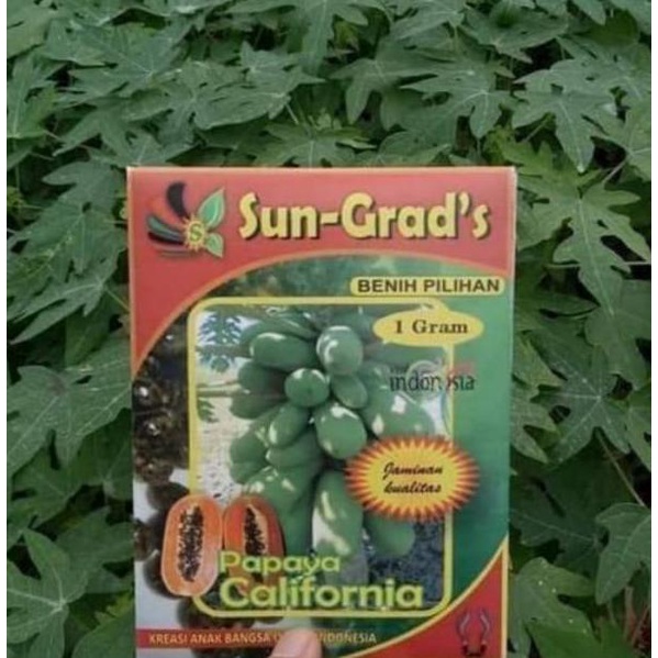 ㊤ Benih Pepaya California SUN GRADS Isi Sekitar 60 Biji Bibit Pepaya Bibit Pepaya California Benih P