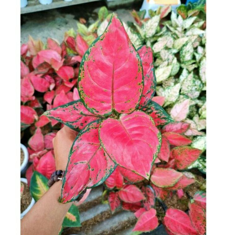 ㊊ aglonema bibit anakan red anjamani TERBARU 3780 ⁂