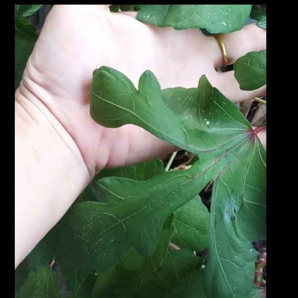 

Daun Gedi / sayur yondok