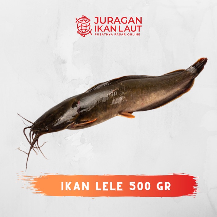 

Ikan Lele Hidup Segar Berkualitas - 500 Gram