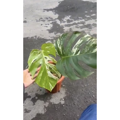 king monstera deliciosa variegata 1 daun pancing 1 daun aktif CD012