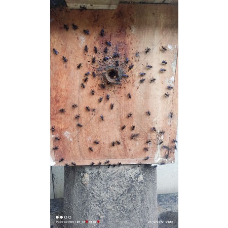 trigona/klanceng itama jawa stup full madu toping