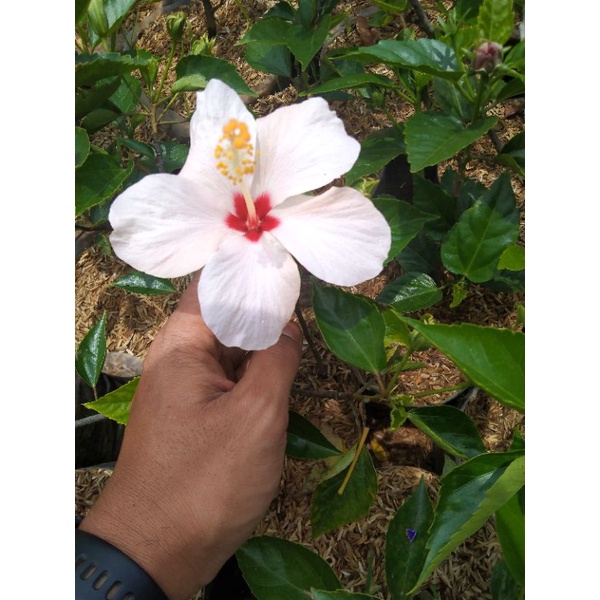 KEMBANG SEPATU BUNGA PUTIH