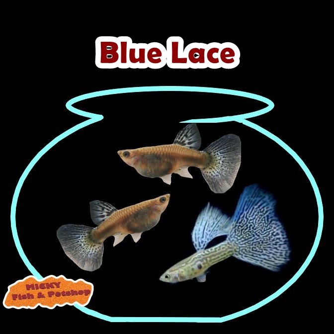 TRIO Guppy Blue Lace Grade Indukan 1 Jantan 2 Betina Pair