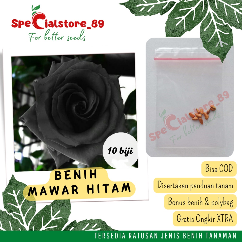 Biji Benih Bunga Mawar Hitam Import from Holland