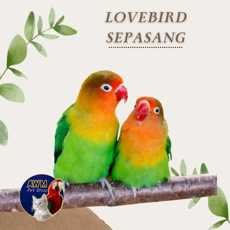 BURUNG LOVEBIRD SEPASANG PASJO / JOSAN