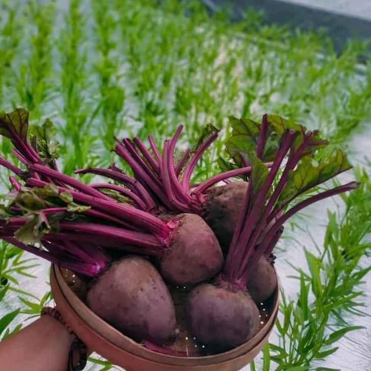 

WOW BANGET TERMURAH BUAH BIT ROOT UKURAN RANDOM 1 KG ✧ 849