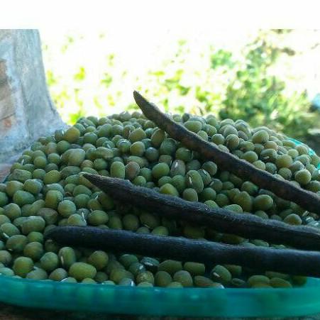 

ィ Kacang hijau 250gr. Hasil kebun sendiri. 1/4kg ゜