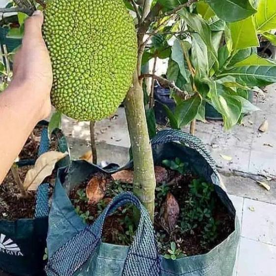 

ゝ Nangka Madu Super Manis Okulasi Cepat Berbuah は