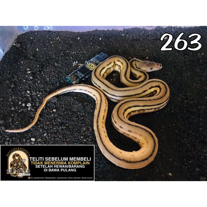 Super tiger sunfire retic phiton sanca kembang