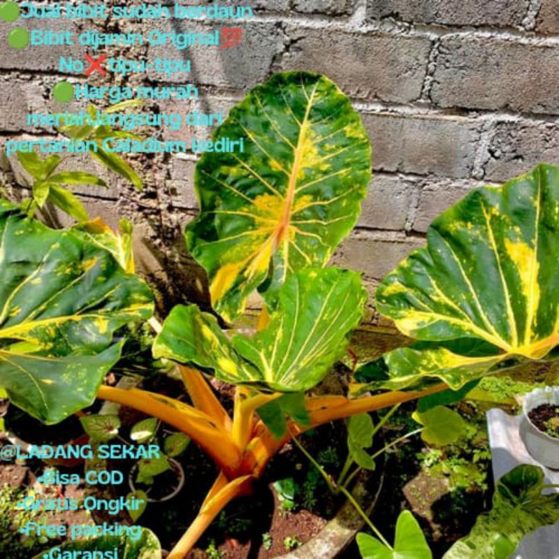ALOCASIA SENTE KUNING NEW GUINEA - GOLD EKSPOR