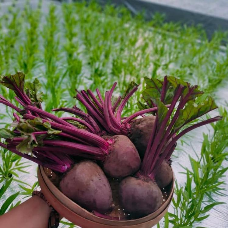 

ズ TERMURAH BUAH BIT ROOT UKURAN RANDOM 1 KG ❁