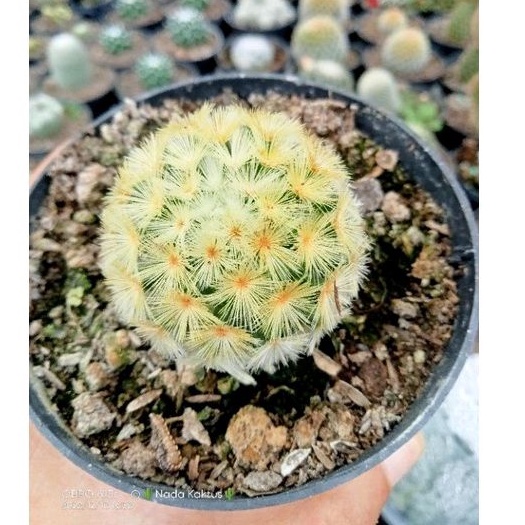 Mammilaria carmenae kuning /kaktus ownroot/kaktus pasaman