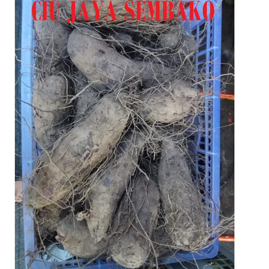 

(PROMO 8VW99) UBI KERIBANG / UBI UNGU / UBI PONTIANAK / THAISU / TAI SU / THAI SU / UBI KALIMANTAN ❀