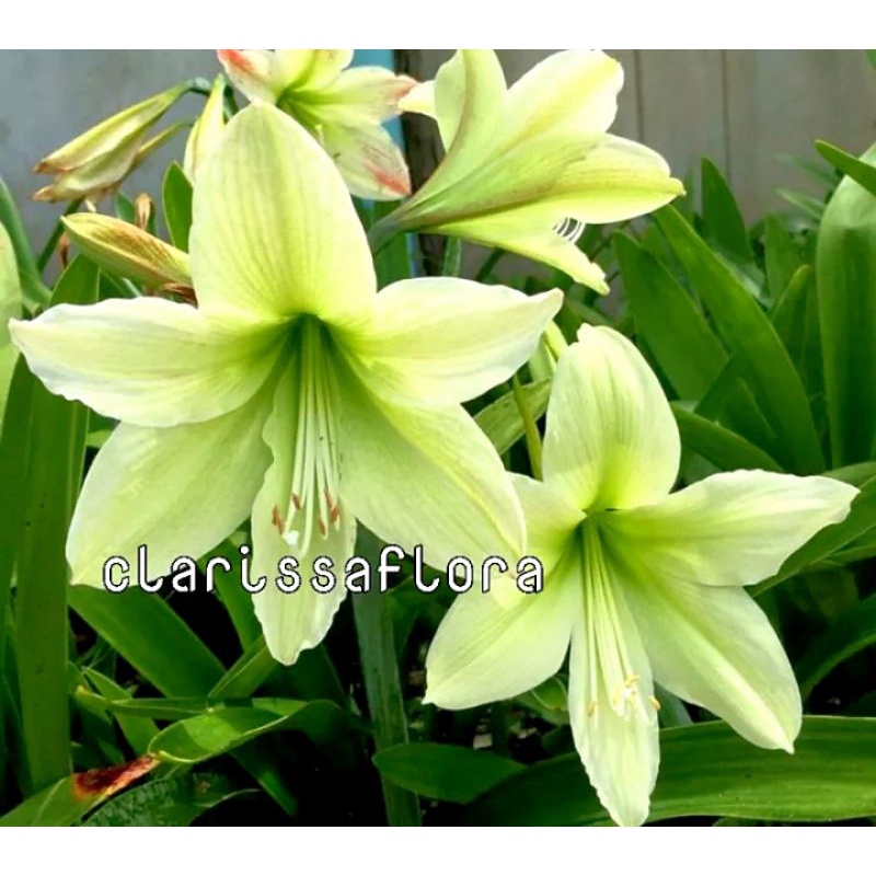 (bisa cod) pohon bakung amarilis bunga hijau - tanaman hias